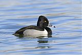 Ring-necked Duck